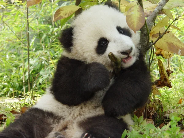 Panda Gigante Bebê Brinca Centro Conservação Pesquisa China Para Panda — Fotografia de Stock