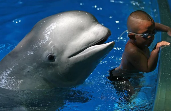 Yang Yang Ruht Sich Wasser Aus Während Ein Jähriger Weißer — Stockfoto