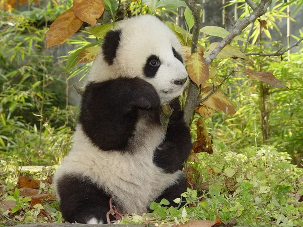Маленькая Гигантская Панда Играет China Conservation Research Center Giant Panda — стоковое фото