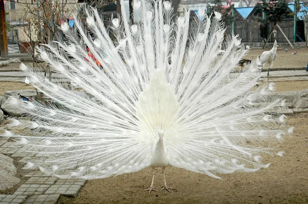 Pavão Branco Exibe Sua Plumagem Recinto Harbin Nordeste Província Chinas — Fotografia de Stock