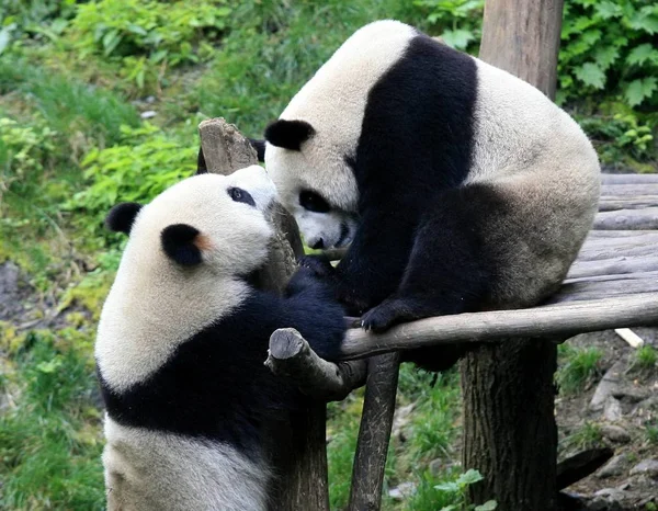 Zwei Riesige Pandas Tuan Tuan Und Yuan Yuan Wolong Riesigen — Stockfoto