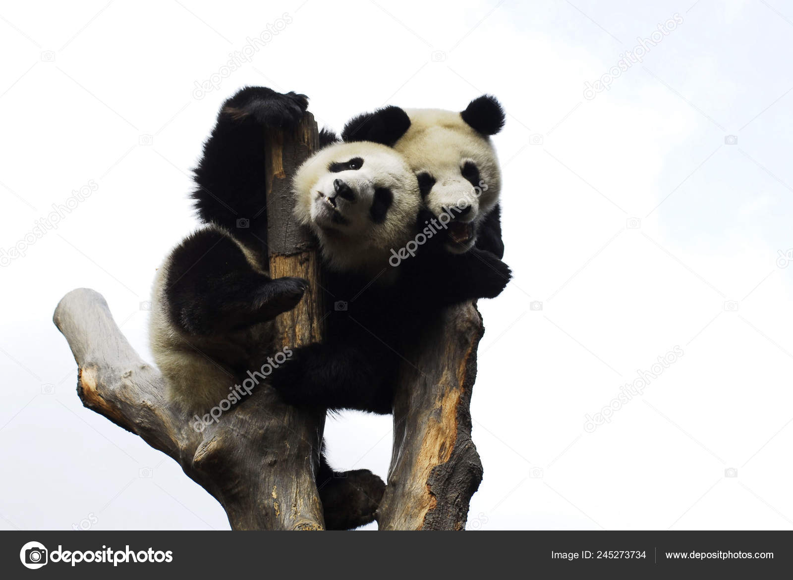 Youyou Susu Giant Panda Cubs Celebrate New Year Wolong Giant Stock
