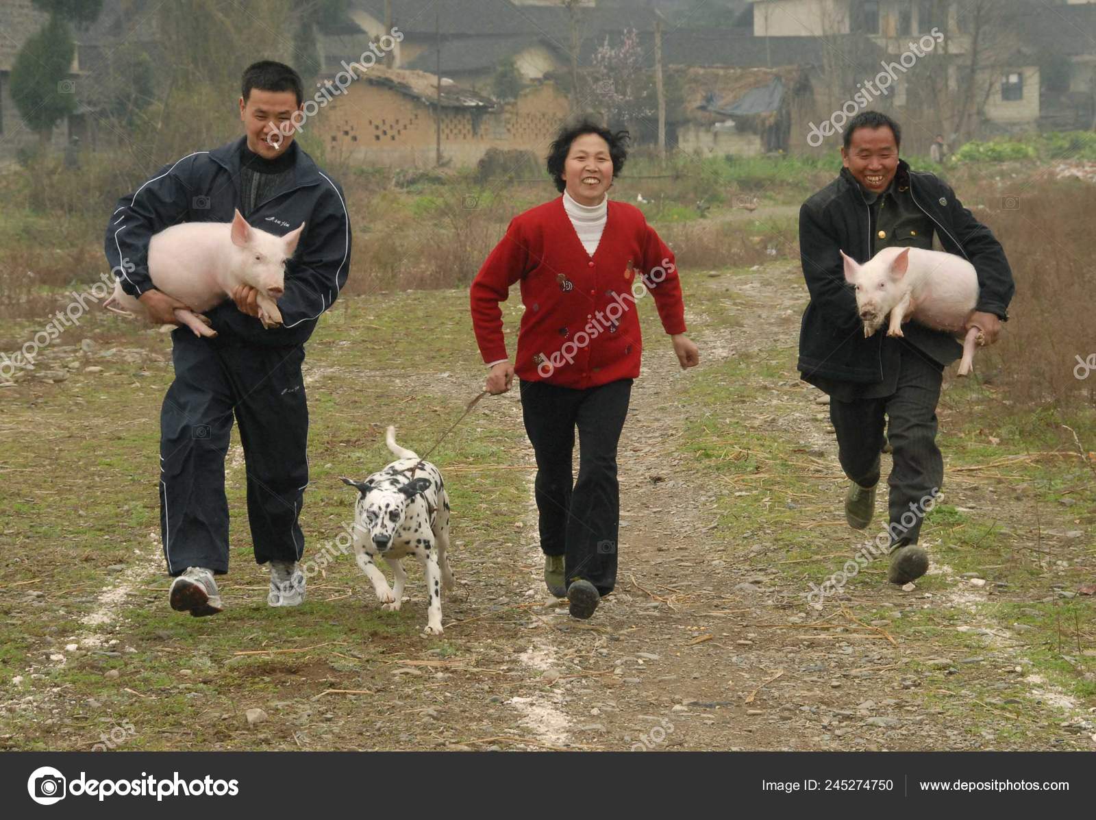 Los Agricultores Chinos Que Llevan Cerdos Corren Carrera Cerdos Durante —  Foto editorial de stock © ChinaImages #245274750