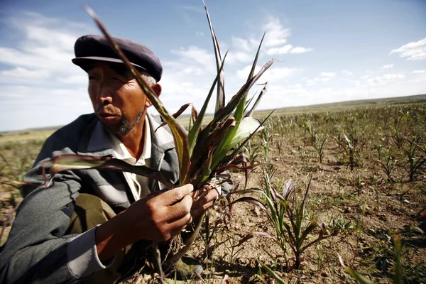 Ein Chinesischer Landwirt Kontrolliert Maissetzlinge Auf Seinen Ausgetrockneten Feldern Während — Stockfoto
