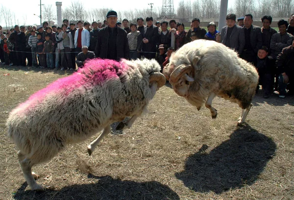 Goats Fighting Each Other Arena Local Spectators Enjoy Goat Fighting — Stock Photo, Image