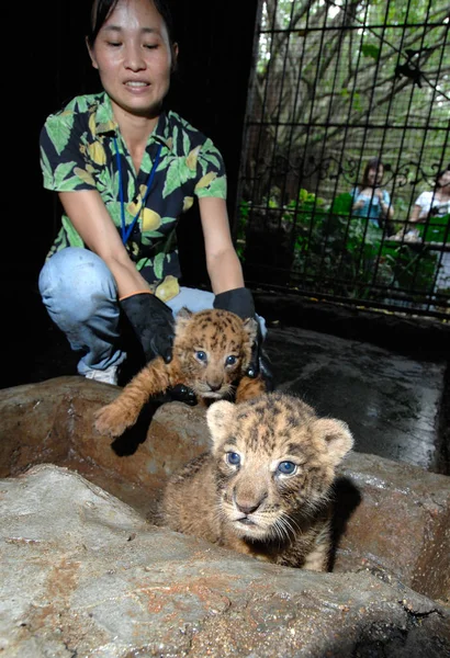 Cuidador Del Zoológico Muestra Par Cachorros Gemelos Tiglón Parque Vida —  Fotos de Stock