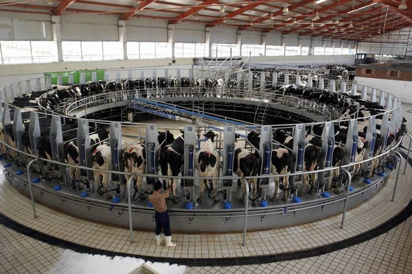 Vista Vacas Uma Máquina Leite Para Produzir Leite Uma Planta — Fotografia de Stock