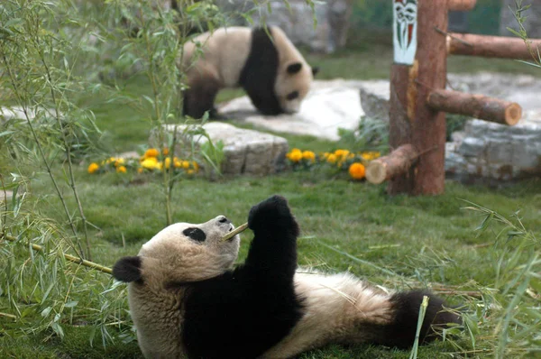 Óriás Panda Amely Tolódnak Kína Természetvédelmi Kutató Központ Óriás Panda — Stock Fotó