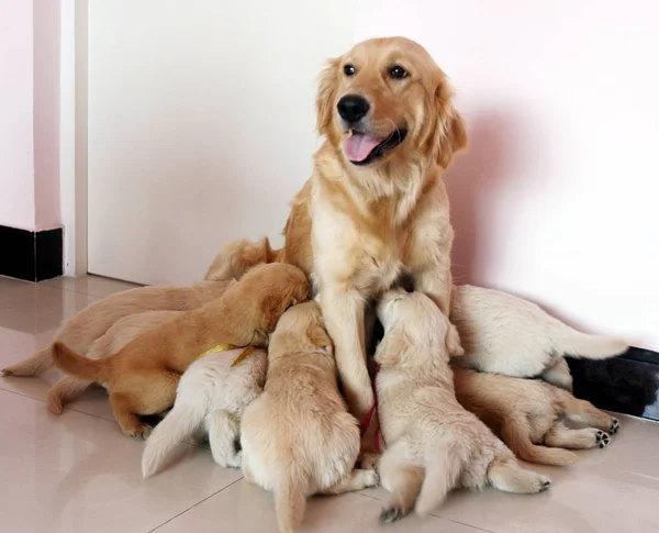 Egy Arany Vizsla Eszik Hónap Régi Babies Nél Ház Ból — Stock Fotó