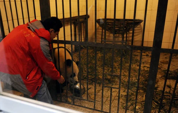 Trabajador Chino Alimenta Panda Gigante Base Yaan Bifengxia Del Centro — Foto de Stock