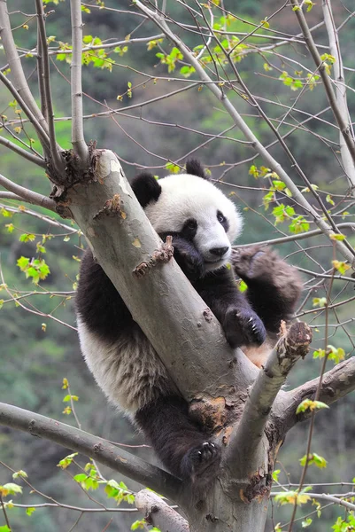 Gigantyczna Panda Odgrywa Chinach Panda Protection Research Center Wolong Południowo — Zdjęcie stockowe