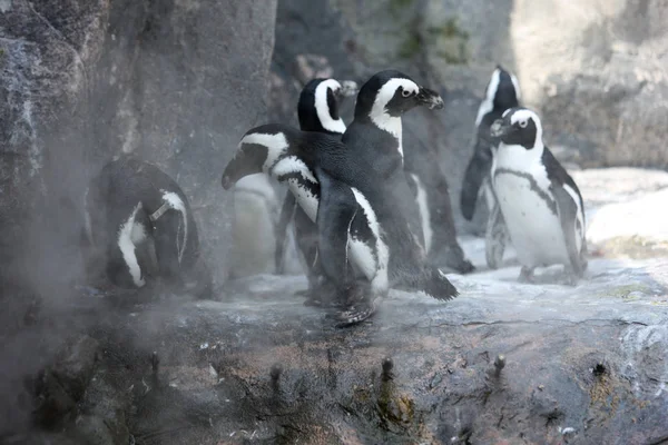 Pinguins Ficar Sombra Desfrutar Spray Água Para Manter Fresco Zoológico — Fotografia de Stock
