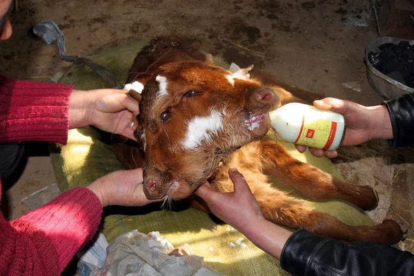 Chinesische Bauern Füttern Ein Zweiköpfiges Kalb Stall Ihres Hauses Dorf — Stockfoto