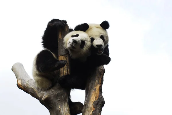 Youyou Und Susu Riesige Panda Junge Feiern Neujahr Wolong Zentrum — Stockfoto