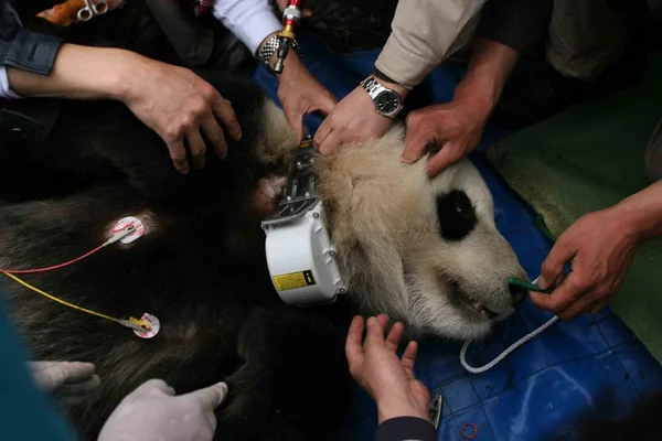 Światów Tylko Panda Ludzkiej Hodowli Dzikich Die — Zdjęcie stockowe