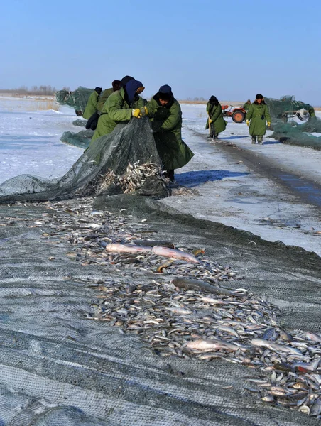中国の漁師は 2009年12月18日 中国黒龍江省北東部 ドゥアルボテ郡の凍った湖で網で捕獲された魚をチェックします — ストック写真