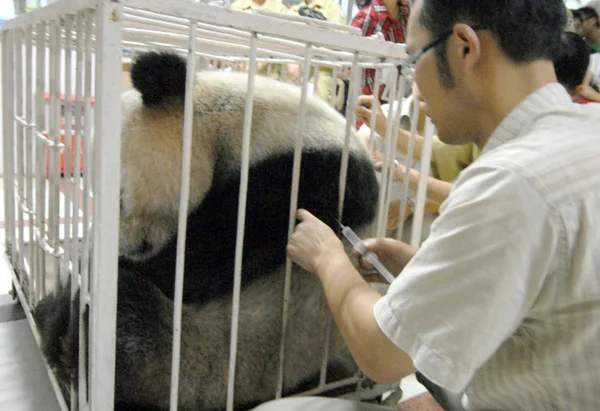 Kínai Orvosi Munkavállaló Beinjektálják Érzéstelenítő Egy Óriás Panda Wolong Előtti — Stock Fotó