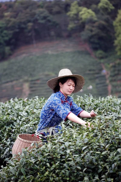 Een Chinese Arbeider Plukt Longjing Drakenput Theebladeren Een Theeboerderij Hangzhou — Stockfoto