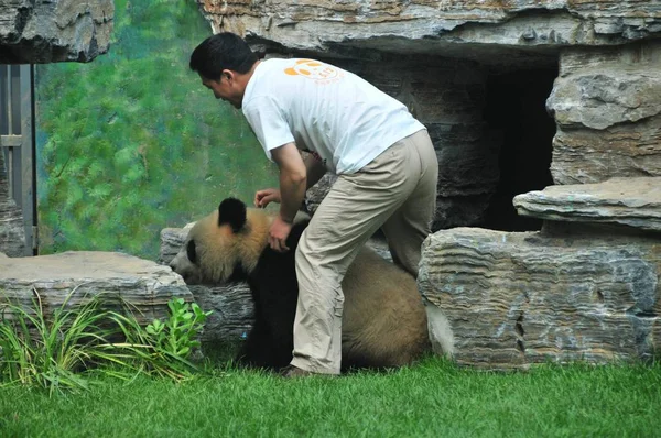 Zoo Worker Olympic Giant Panda Renovated Panda Hall Beijing Zoo — Stock Photo, Image