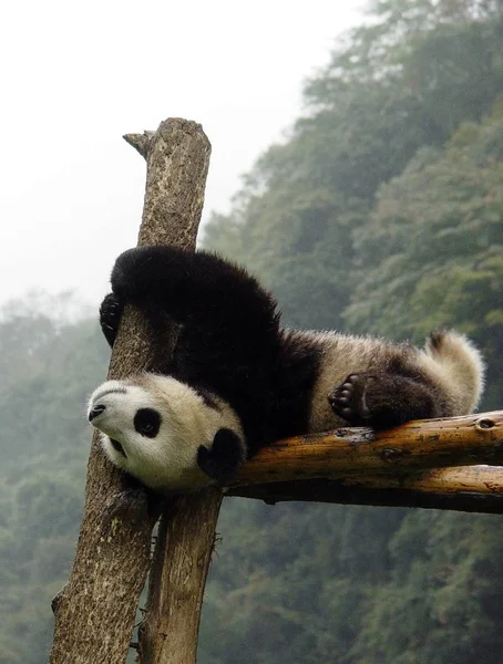 Esta Foto Arquivo Sem Data Mostra Panda Gigante Jogando China — Fotografia de Stock