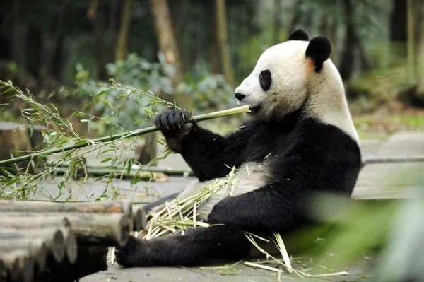 Giant Panda Wang Wang Äter Bambu Yaan Bifengxia Base Kina — Stockfoto