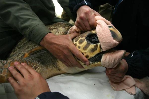 Doctors Open Mouth Sea Turtle Checking Its Stomach Hospital Hangzhou — Stock Photo, Image