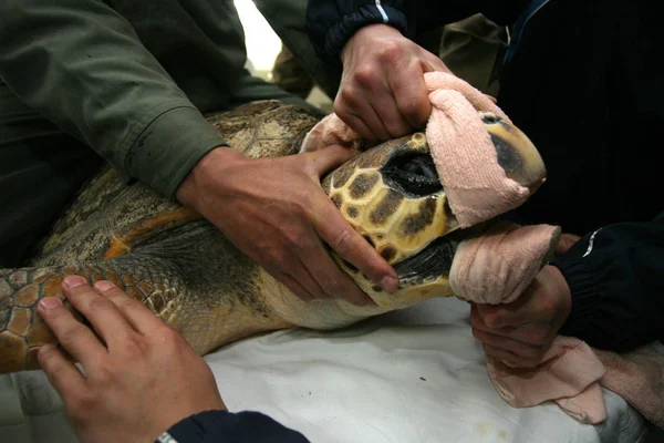 Ärzte Öffnen Einer Meeresschildkröte Das Maul Bevor Sie Ihren Magen — Stockfoto