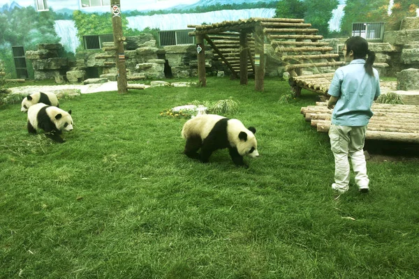 2008年6月5日 在北京动物园装修过的熊猫馆内 可以看到奥运大熊猫 — 图库照片