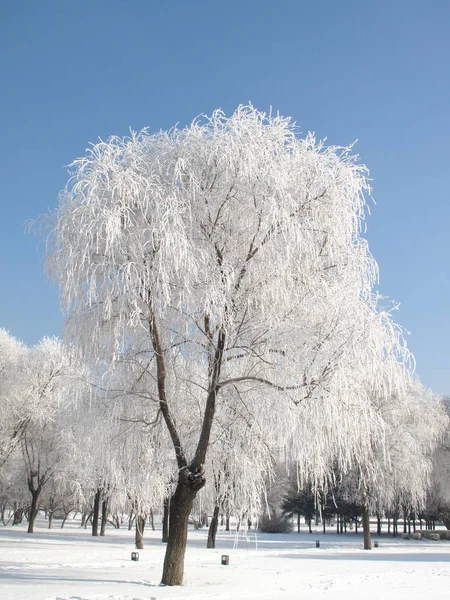 Pohled Stejnojmenou Scenérii Řeky Songhua Jilin City Provincii Severovýchodní Chinas — Stock fotografie