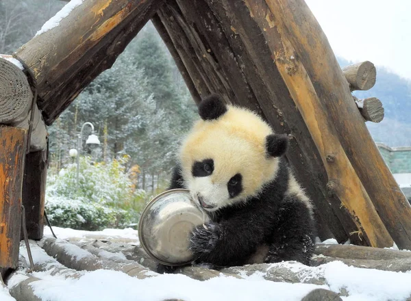 2007年3月7日 中国四川省西南部卧龙大熊猫研究中心 一只大熊猫在轻微降雪后进食 — 图库照片