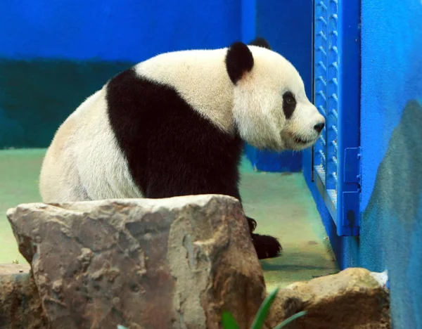 Óriás Panda Tuan Tuan Veszi Többit Taipei Város Zoo Taipei — Stock Fotó