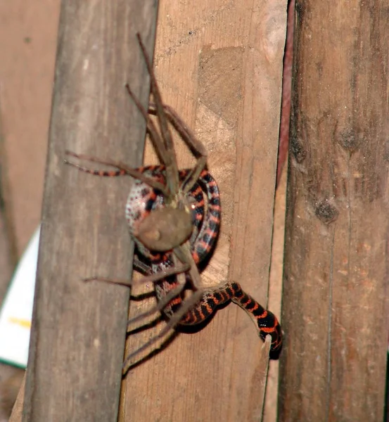 Eine Spinne Ergreift Eine Schlange Der Ecke Eines Zivilhauses Leping — Stockfoto