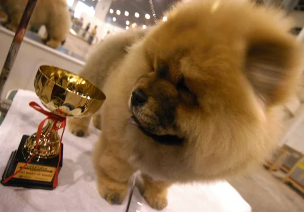 Собака Чоу Чоу Дивиться Свій Трофей Після Перемоги Чау Чау — стокове фото