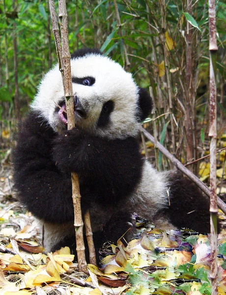 Ein Baby Zwilling Des Großen Pandas Der 2005 Durch Ying — Stockfoto