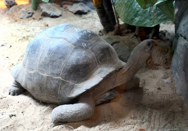 Aldabra Sköldpadda Som Skänkts Regeringen Seychellerna Ses Displayen Shanghai Zoo — Stockfoto