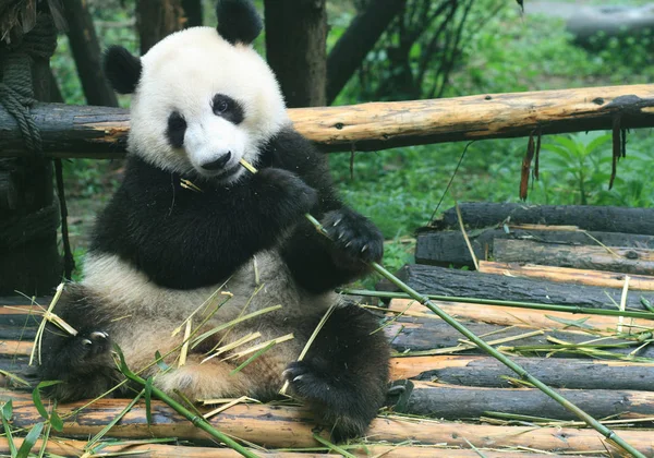 Panda Gigante Come Bambú Base Investigación Cría Chengdu Panda Ciudad — Foto de Stock