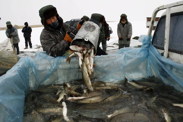 Pescadores Chineses Transferem Peixe Para Caminhão Fuhai Noroeste Chinas Xinjiang — Fotografia de Stock