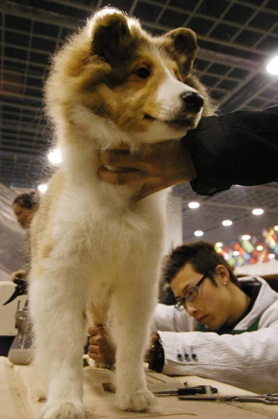 Китайские Рабочие Выполняют Парикмахерскую Владельца Собаки Конкурсе Красоты Собак Время — стоковое фото