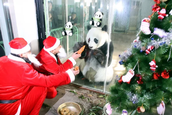 Trabajadores Del Zoológico Chino Que Usan Trajes Santa Claus Alimentan — Foto de Stock