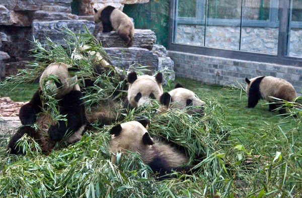 Giant Pandas Οποίο Μετατοπίζεται Από Κίνα Διατήρησης Και Ερευνητικό Κέντρο — Φωτογραφία Αρχείου