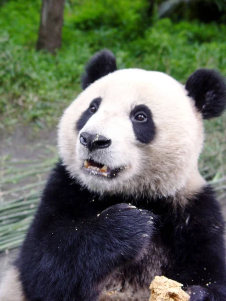 Gigantyczna Panda Bierze Ciasteczka Chinach Giant Panda Ochrony Badań Centrum — Zdjęcie stockowe