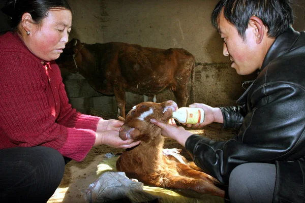 2006年2月5日 中国中部甘肃省定西市临陶县燕武家村 中国农民在牛棚里喂了双头小牛奶 小牛是剖腹产出生的 因为小牛的妈妈在剖腹产后体型很大 — 图库照片