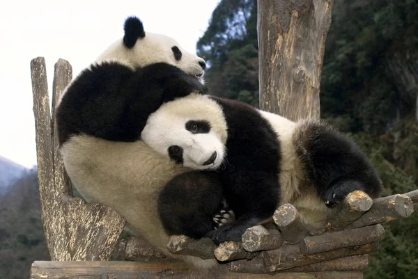Lejárat Nélküli Fájl Képen Két Óriás Panda Wei Wei Kínai — Stock Fotó