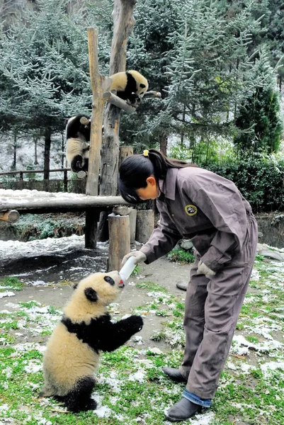 Panda Gigante Come Después Una Ligera Nevada Wolong Giant Panda — Foto de Stock