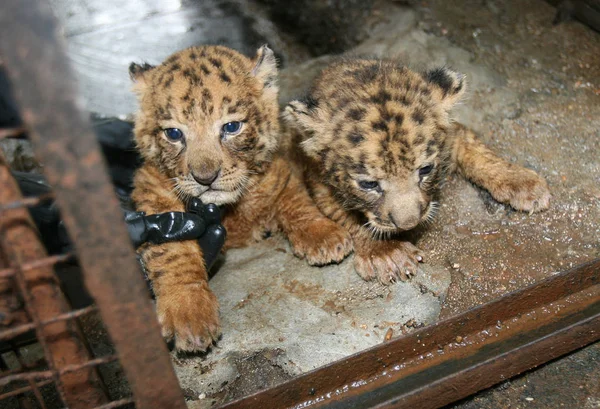 2009年9月27日 星期日 在中国海南省海口市的海南热带野生动物园 一对双胞胎幼崽被看到 — 图库照片