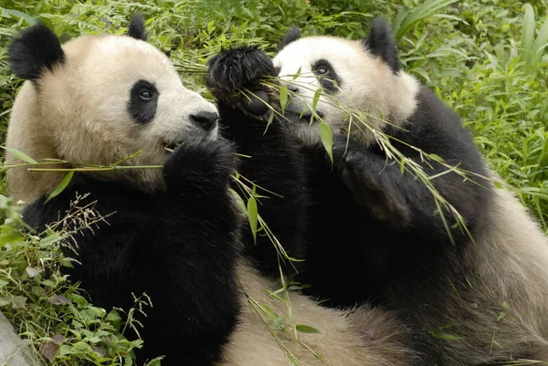 Twee Reuzepanda Eten Bij Het Bifeng Gorge Giant Panda Research — Stockfoto