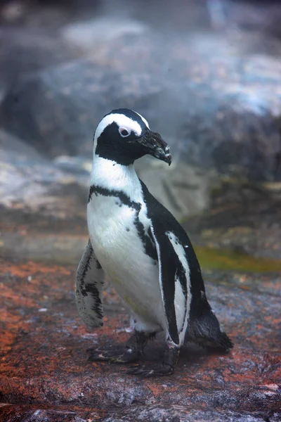 Pinguim Fica Sombra Gosta Spray Água Para Manter Fresco Zoológico — Fotografia de Stock