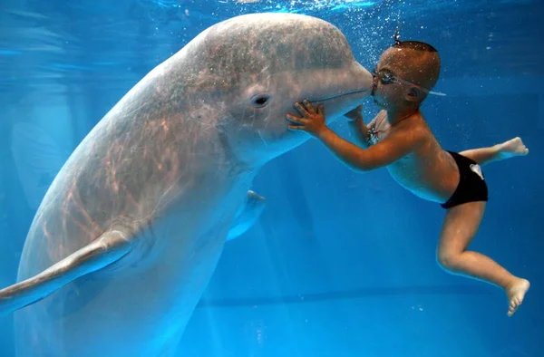 Yang Yang Φιλιά Ένα Year Old Λευκή Φάλαινα Στο Νερό — Φωτογραφία Αρχείου