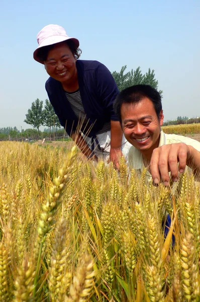 Gli Agricoltori Cinesi Guardano Grano Nel Loro Campo Nel Villaggio — Foto Stock