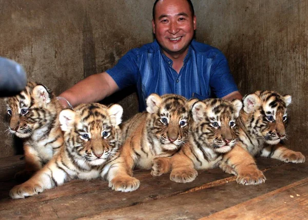 Cinco Quintillizos Tigre Siberiano Mes Edad Muestran Los Turistas Xian —  Fotos de Stock